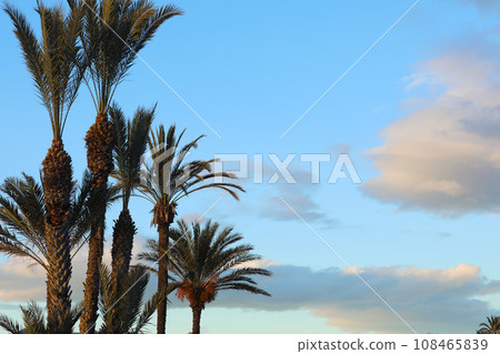Tropical palm trees against blue sky and white fluffy clouds abstract background. Summer vacation and nature travel adventure concept 108465839