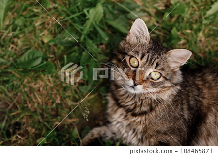 cat lying on the grass. gray cat with beautiful eyes. 108465871