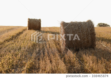 bales of wheat hay straw stacked in a heap in stubble field on a summer evening. Straw bales on farmland with blue cloudy sky bales of wheat hay straw stacked in a heap in stubble field on a summer evening. Straw bales on farmland with blue cloudy sky 108465874