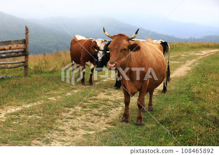 autumn cloudy landscape with herd cows grazing on fresh green mountain pastures on background. Cattle grazing in the field. red cow is looking in camera. calendar for 2021. year of the bull 108465892