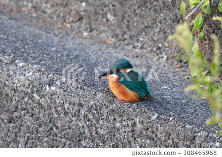 Kingfisher 108465968