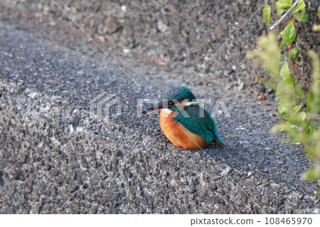 翠鳥 108465970