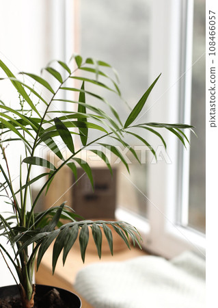 Fresh green plant with thin leaves in a vase on the white windowsill. home comfort. selective focus Fresh green plant with thin leaves in a vase on the white windowsill. home comfort. selective focus 108466057