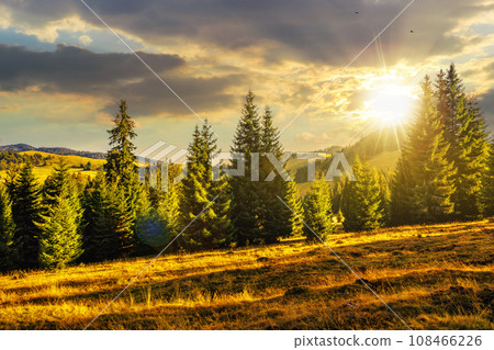 mountain landscape of apuseni natural park of romania at sunset. meadow on the hillside with coniferous forest. beautiful countryside scenery in evening light mountain landscape of apuseni natural park of romania at sunset. meadow on the hillside with coniferous forest. beautiful countryside scenery in evening light 108466226