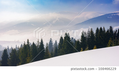 spruce trees on the snow covered slope in morning light. mist in the valley. distant ridge beneath a bright sky with clouds. winter landscape of carpathian mountains spruce trees on the snow covered slope in morning light. mist in the valley. distant ridge beneath a bright sky with clouds. winter landscape of carpathian mountains 108466229