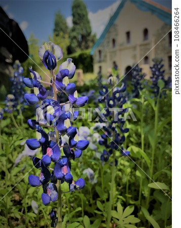 Blue Bonnet 108466264