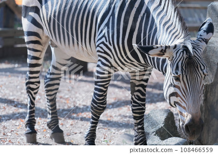 zebra  108466559