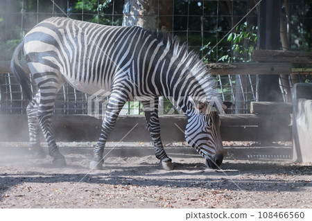 zebra  108466560