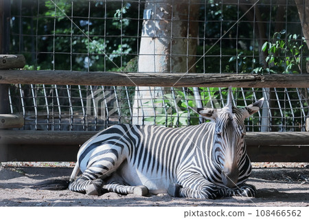 zebra  108466562