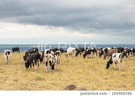 A Serene Scene of Grazing Cattle on a Golden Grass Field 108466596