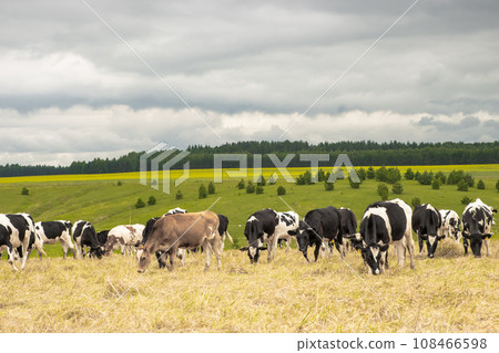 A Serene Scene of Grazing Cattle on a Sun-Drenched Grassland A Serene Scene of Grazing Cattle on a Sun-Drenched Grassland 108466598