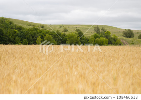 A Serene Landscape of Wheat Fields and Majestic Trees 108466618