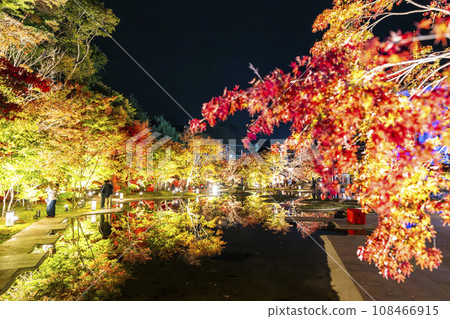 Matsushima, one of Japan's three most scenic views in autumn, Matsushima Imperial Villa, Miyagi Prefecture "Autumn leaves & light-up 2023" Matsushima Town, Miyagi Prefecture Matsushima, one of Japan's three most scenic views in autumn, Matsushima Imperial Villa, Miyagi Prefecture "Autumn leaves & light-up 2023" Matsushima Town, Miyagi Prefecture 108466915