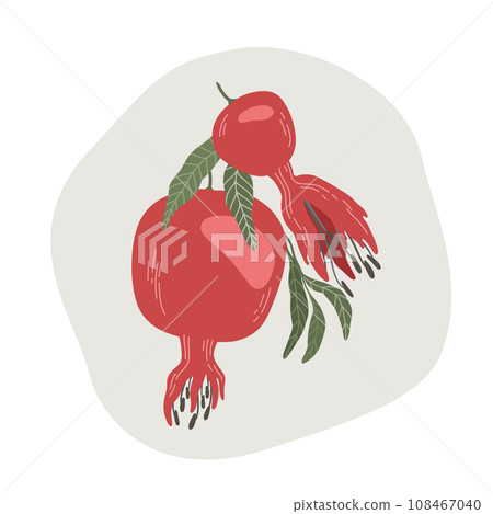 Pomegranate branch. Fruit with leaves. 108467040