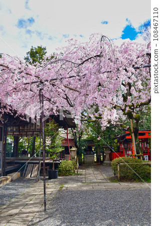Weeping cherry tree at Suika Tenmangu Shrine (Kamigyo-ku, Kyoto City) Weeping cherry tree at Suika Tenmangu Shrine (Kamigyo-ku, Kyoto City) 108467110