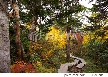 Autumn tsugaike nature park 108467845
