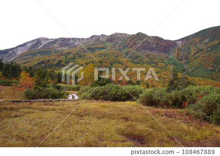 Autumn tsugaike nature park 108467889