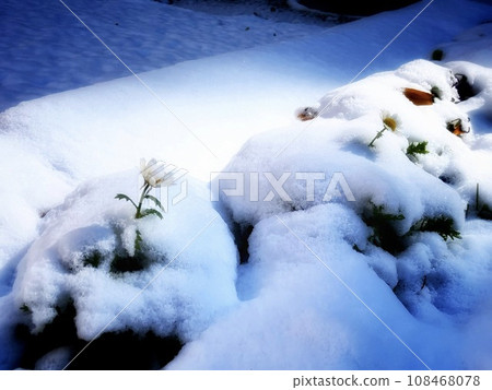 Snowy flower bed Snowy flower bed 108468078