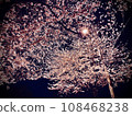 夜晚的櫻花 108468238