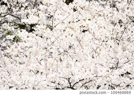 盛開的櫻花在藍天中閃耀 盛開的櫻花在藍天中閃耀 108468669