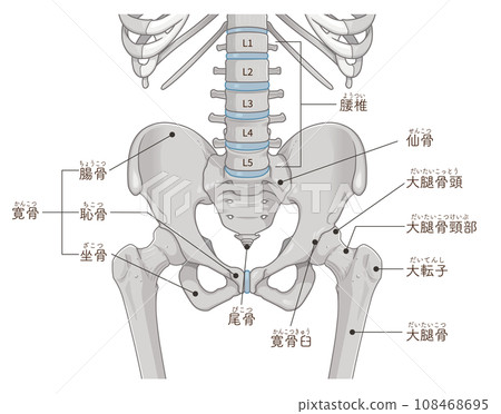 骨盆、腰椎、股骨、薦骨、骨折、插圖 骨盆、腰椎、股骨、薦骨、骨折、插圖 108468695