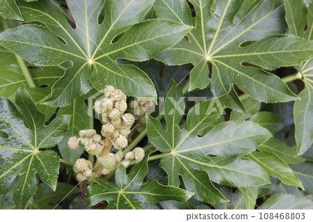 Bud of the headphones 108468803