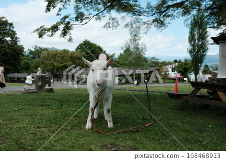 Cute sheep at Ikaho Green Farm 108468913
