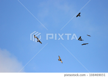 一群灰面鷲在空中翱翔 108469031