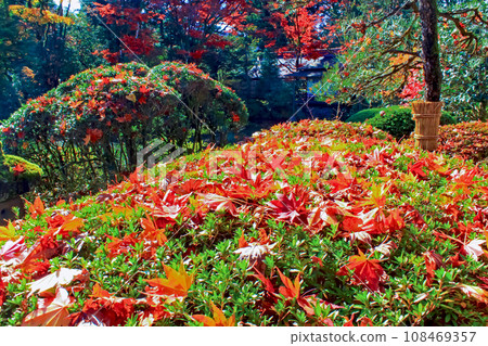 [Tochigi] Vibrant autumn leaves coloring the shrubbery of Nikko Rinnoji Temple Shoyoen in autumn (no flare) 108469357