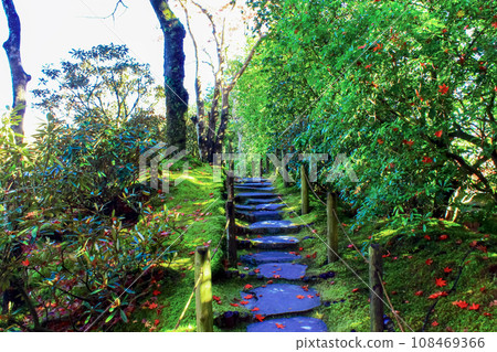 [Tochigi] Contrast of greenery and autumn leaves at Nikko Rinnoji Temple Shoyoen Garden in autumn 108469366