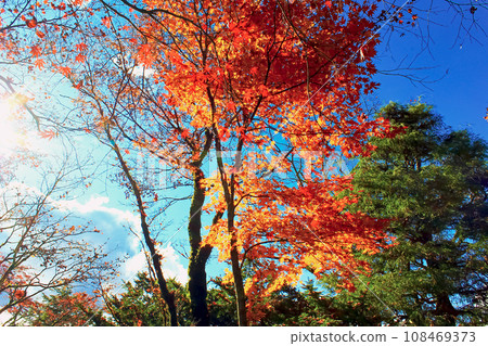 [Tochigi] Vibrant autumn leaves and blue sky at Shoyoen, Rinnoji Temple in Nikko in autumn 108469373