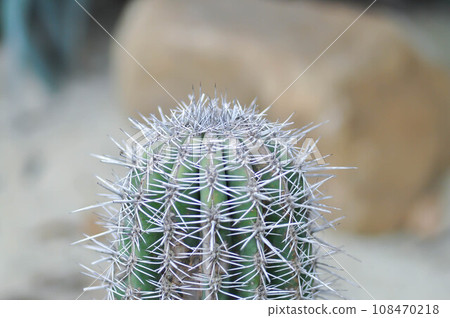 pachycereus pringlei cactus,elephant cactus or Mammillaria scrippsiana pachycereus pringlei cactus,elephant cactus or Mammillaria scrippsiana 108470218