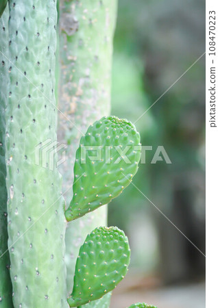 Opuntia Rubescens or Road Kill Cactus ,Opuntia cochenillifera or Opuntia or cactus Opuntia Rubescens or Road Kill Cactus ,Opuntia cochenillifera or Opuntia or cactus 108470223