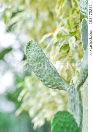 Opuntia Rubescens or Road Kill Cactus ,Opuntia cochenillifera or Opuntia or cactus Opuntia Rubescens or Road Kill Cactus ,Opuntia cochenillifera or Opuntia or cactus 108470225