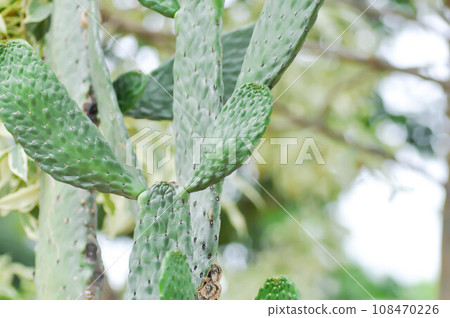 Opuntia Rubescens or Road Kill Cactus ,Opuntia cochenillifera or Opuntia or cactus 108470226