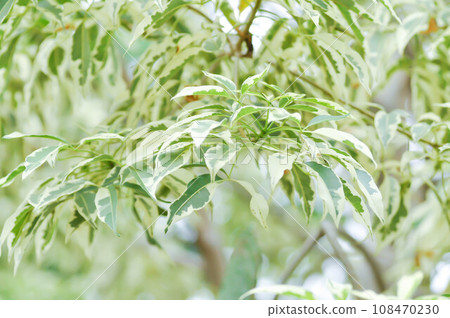 Bombax anceps Pierre, nBombacaceae,Bombax ceiba Linn or BOMBACACEAE or silk floss tree or Bombax ceiba L cultv variegata Bombax anceps Pierre, nBombacaceae,Bombax ceiba Linn or BOMBACACEAE or silk floss tree or Bombax ceiba L cultv variegata 108470230