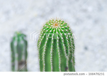 Euphorbia canariensis var spiralis,.Euphorbia canariensis f viridis or .Euphorbia tribuloides or .Tithymalus canariensis or .Torfosidis canariensis or cactus 108470231