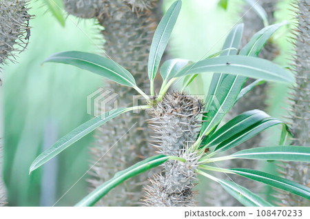 Madagascar Palm, pachypodium or  Pachypodium Madagascar Palm or pachypodium lamerei or Pachypodium Sofiense 108470233