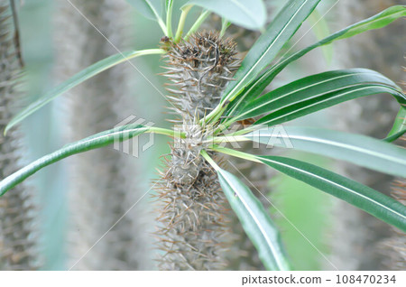 Madagascar Palm, pachypodium or  Pachypodium Madagascar Palm or pachypodium lamerei or Pachypodium Sofiense 108470234