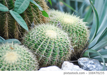echinocactus grusonii, Golden barrel cactus or succulent 108470235