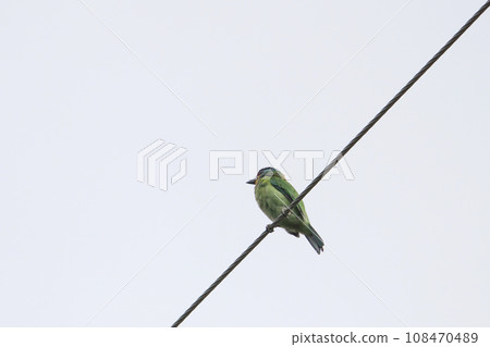 電線上的五色鳥 108470489