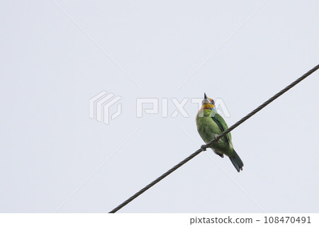 電線上的五色鳥 電線上的五色鳥 108470491