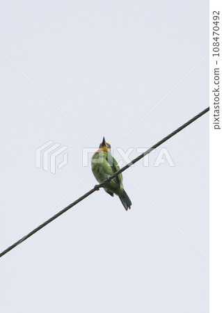 電線上的五色鳥 108470492