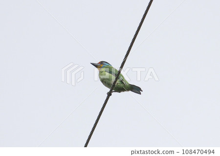 電線上的五色鳥 108470494