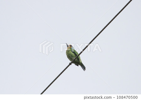 電線上的五色鳥 電線上的五色鳥 108470500