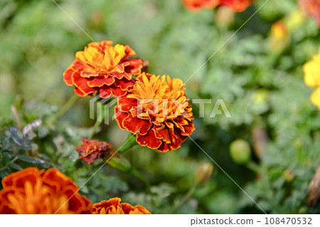 Marigold  108470532
