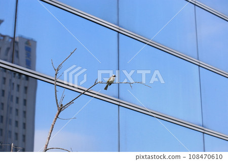 城市樹枝上的白頭翁 城市樹枝上的白頭翁 108470610