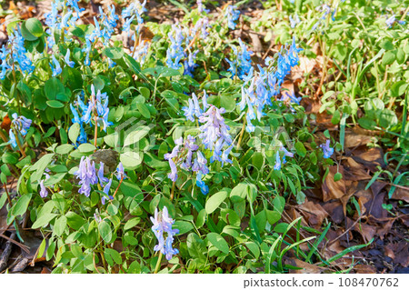 Corydalis fumaris 原產於北海道 108470762