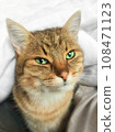 Cat in a bed. 108471123