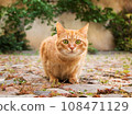Funny red cat is surprised. 108471129